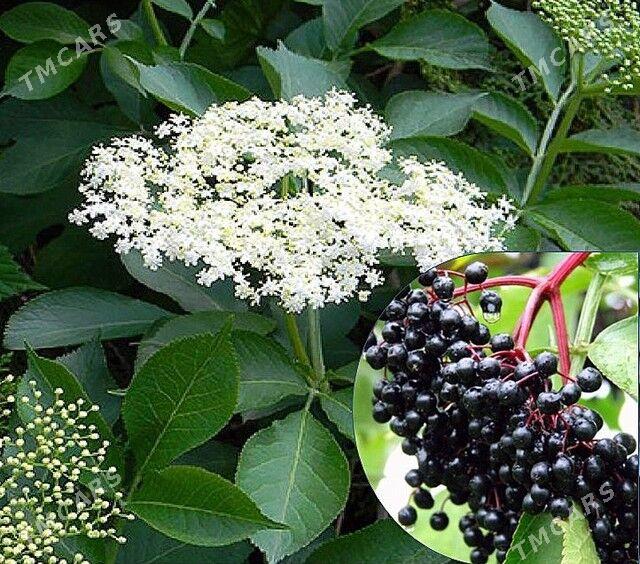 Бузина чёрная - Тязе заман - img 1