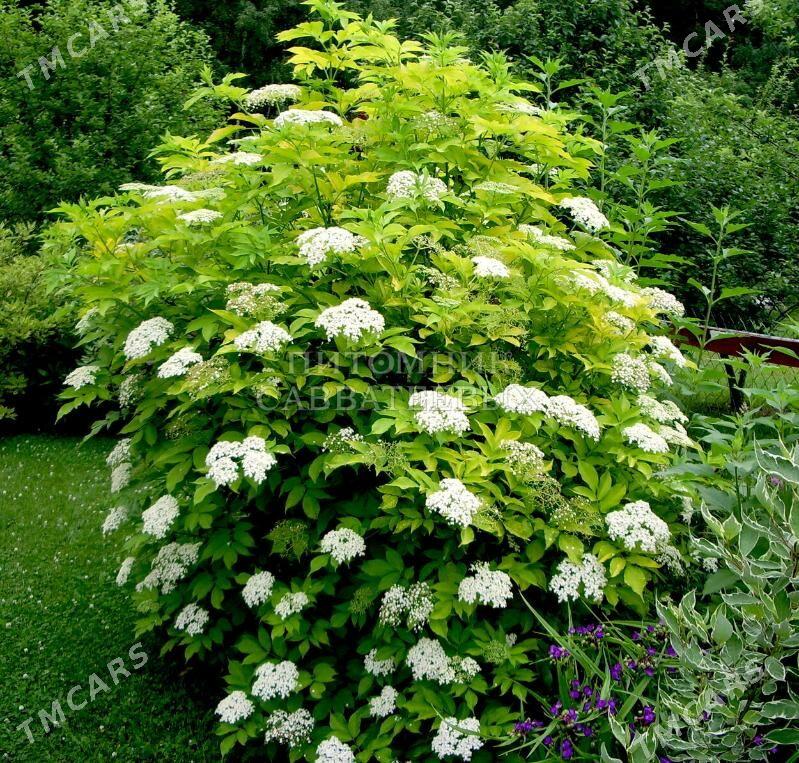 Бузина чёрная - Тязе заман - img 2