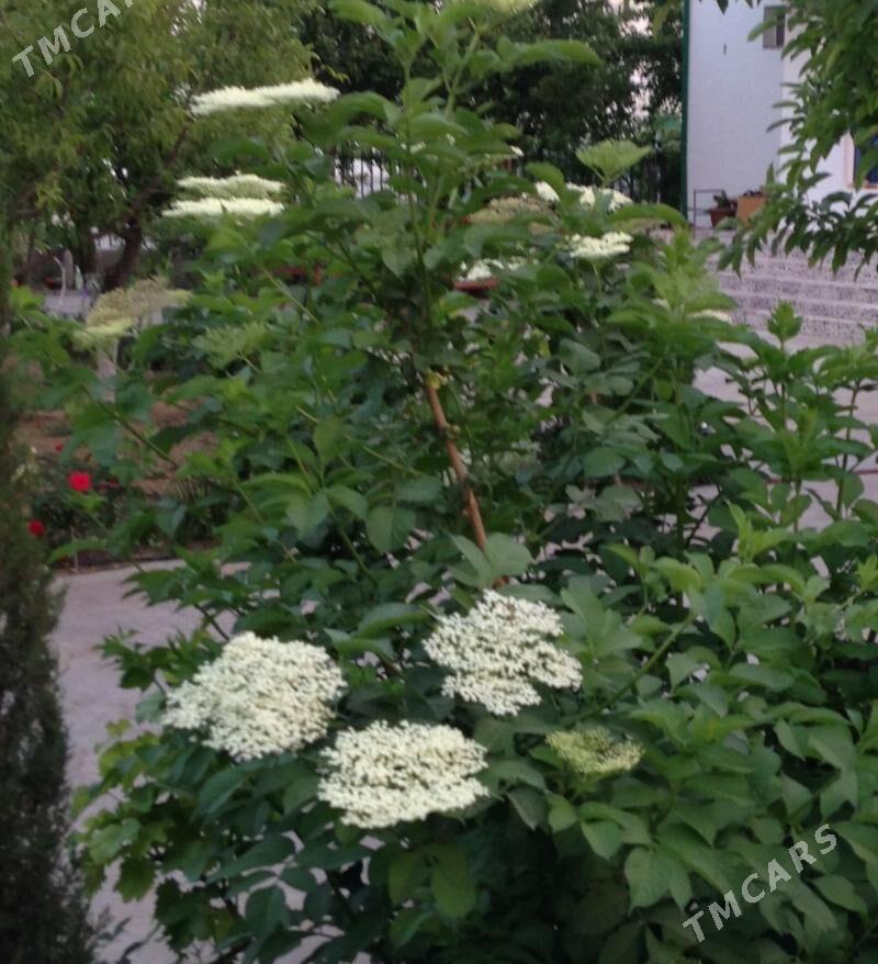 Бузина чёрная - Тязе заман - img 3