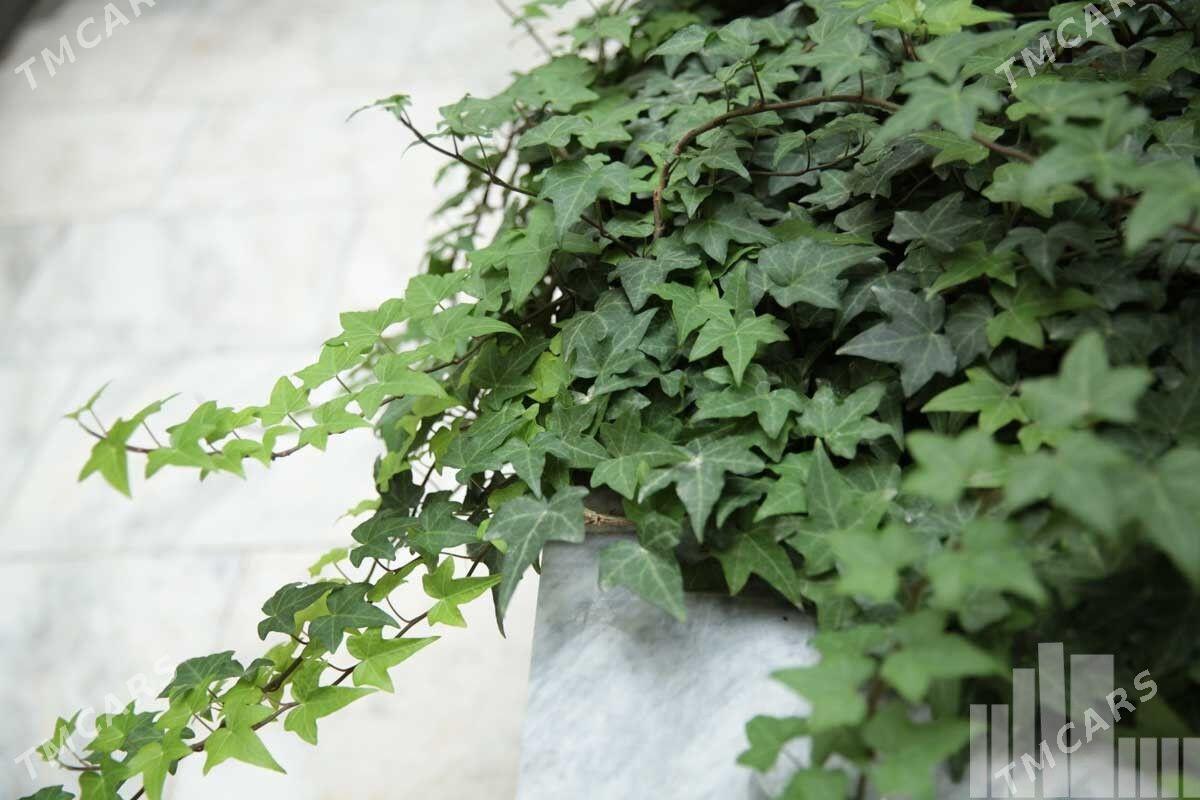 Плющ - Тязе заман - img 2