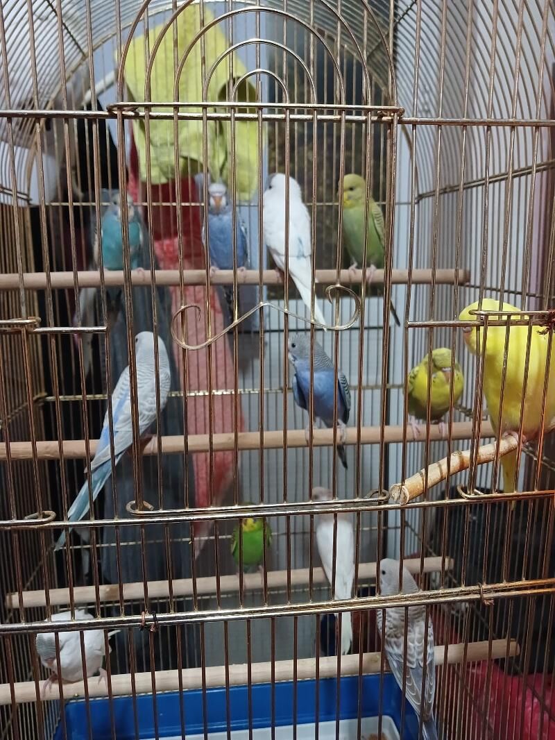 popugay попугай - Дашогуз - img 3