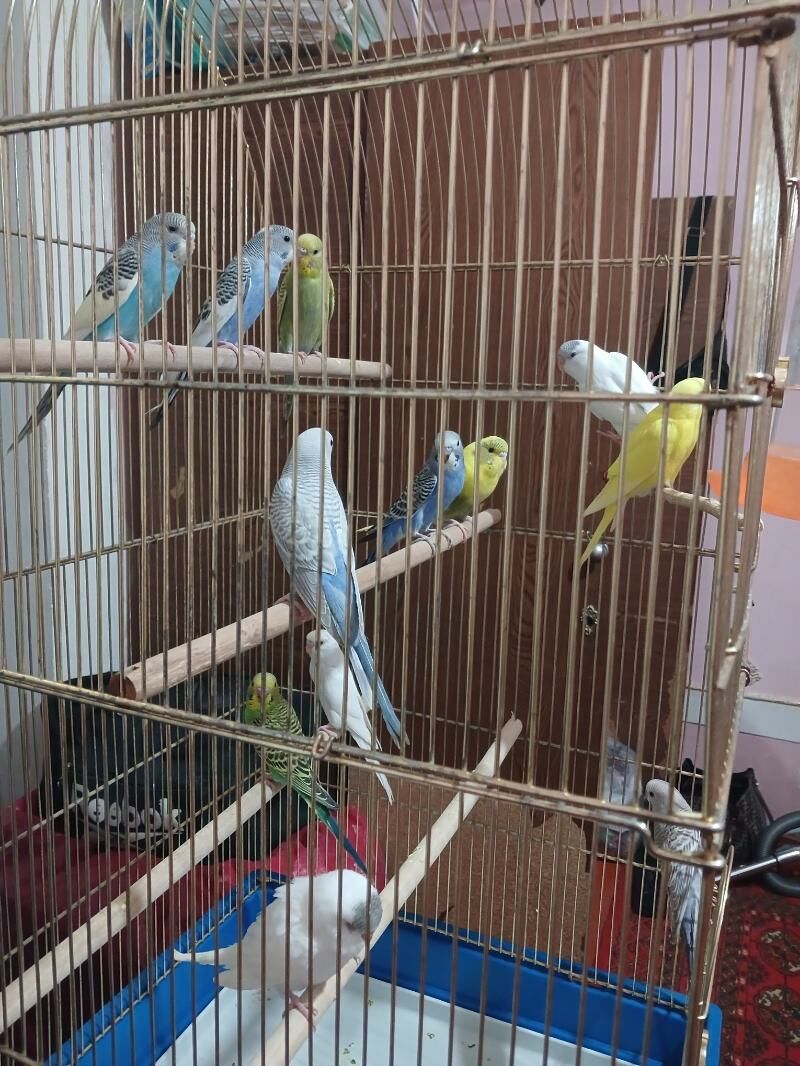 popugay попугай - Дашогуз - img 4