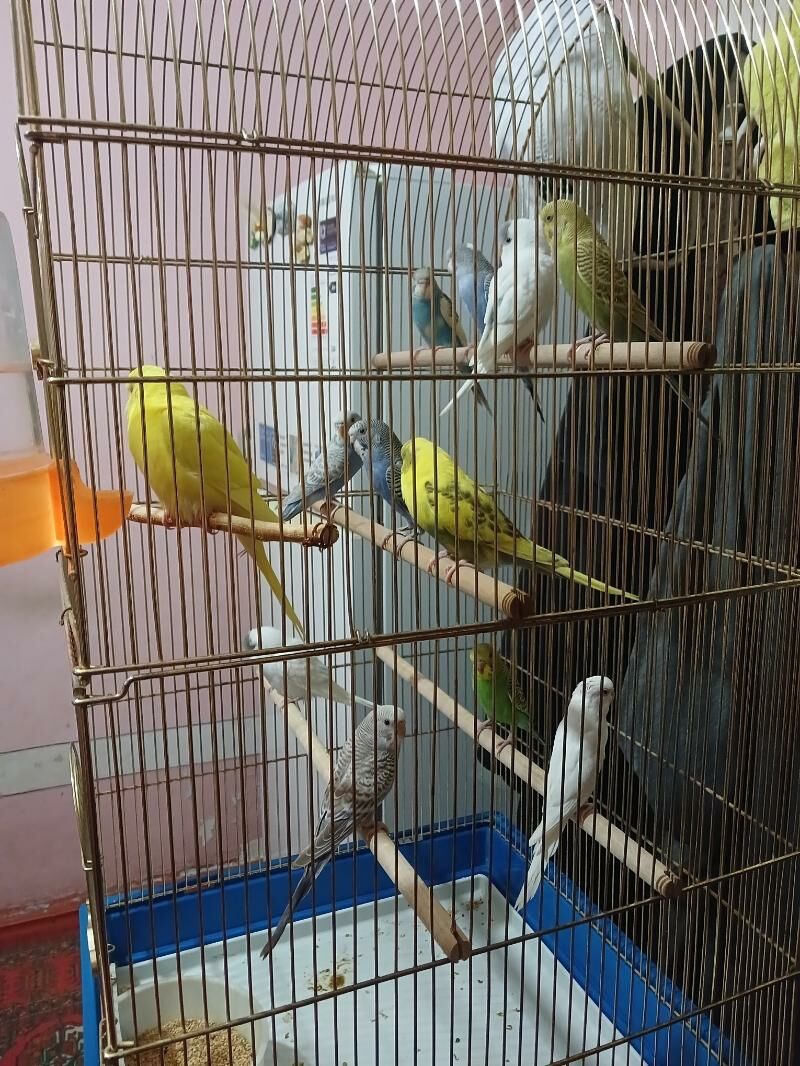 popugay попугай - Дашогуз - img 5