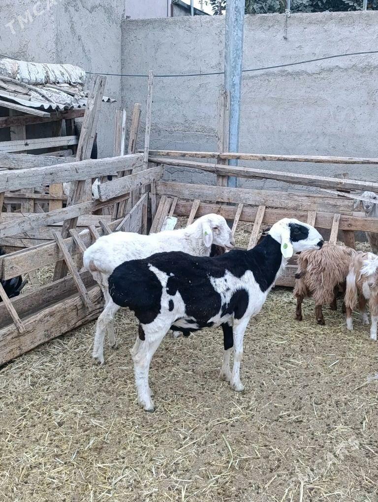 Goç - Bagyr - img 3