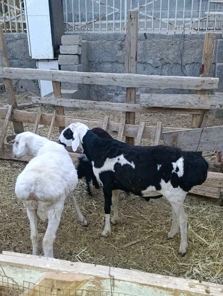 Goç - Bagyr - img 2