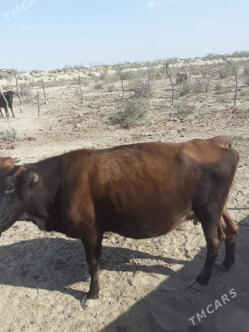 sygyr - Эсенгулы - img 3