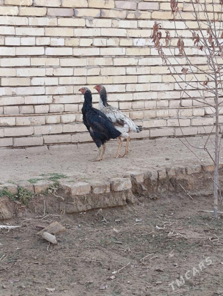 bayes - Baýramaly - img 2