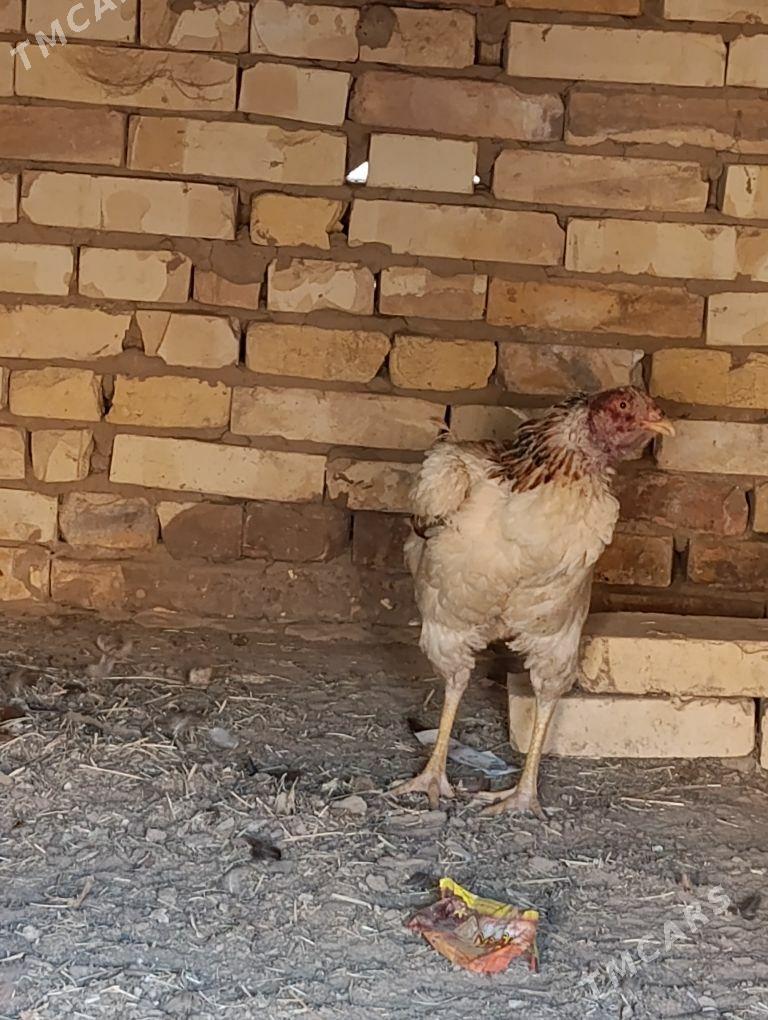 bayes - Baýramaly - img 3