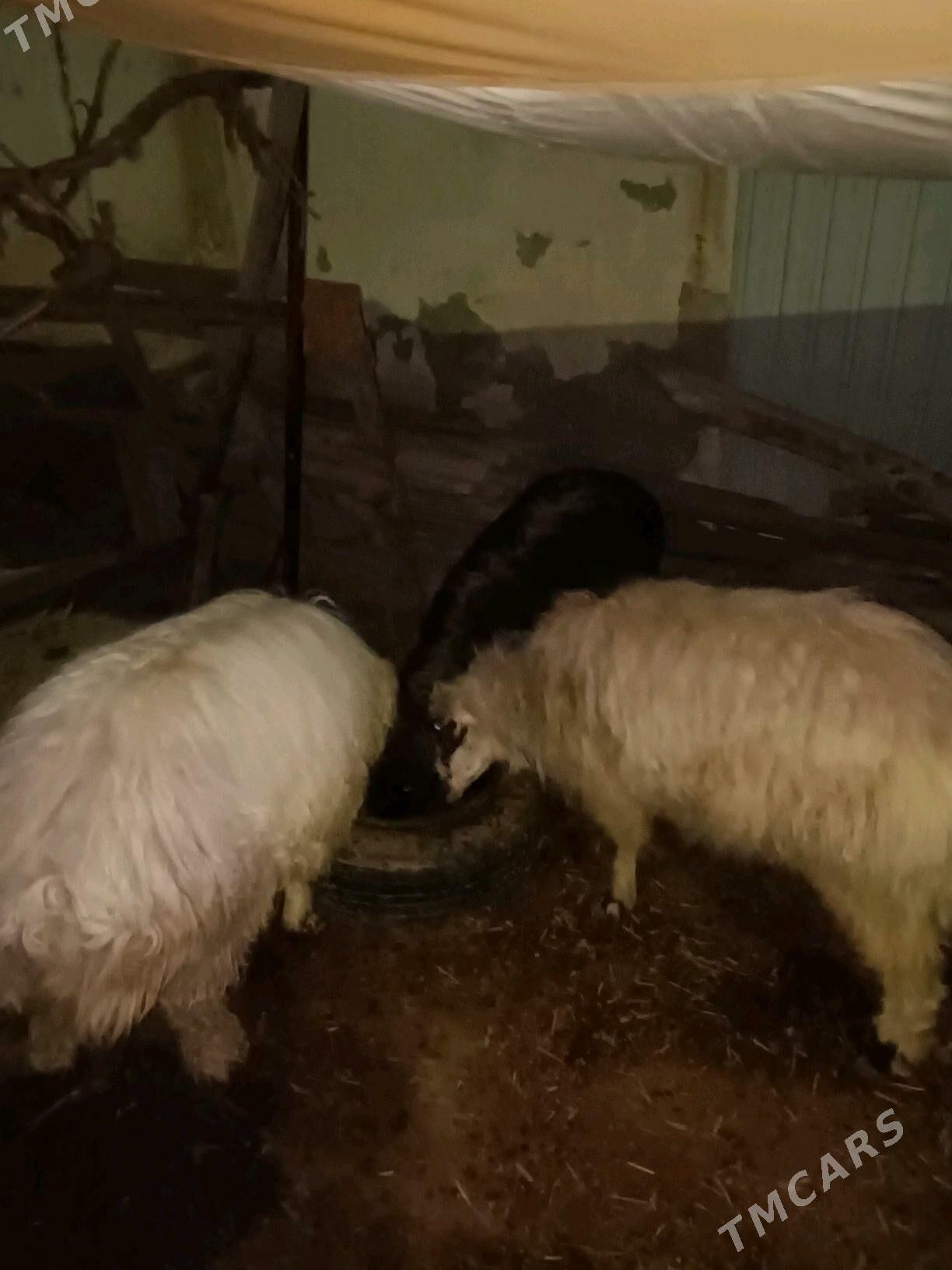 goc geci - Дашогуз - img 2