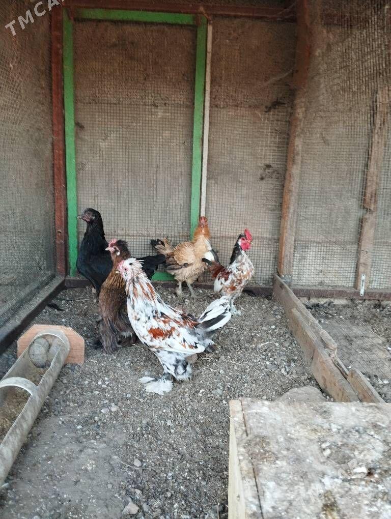 karlik horaz - Aşgabat - img 5