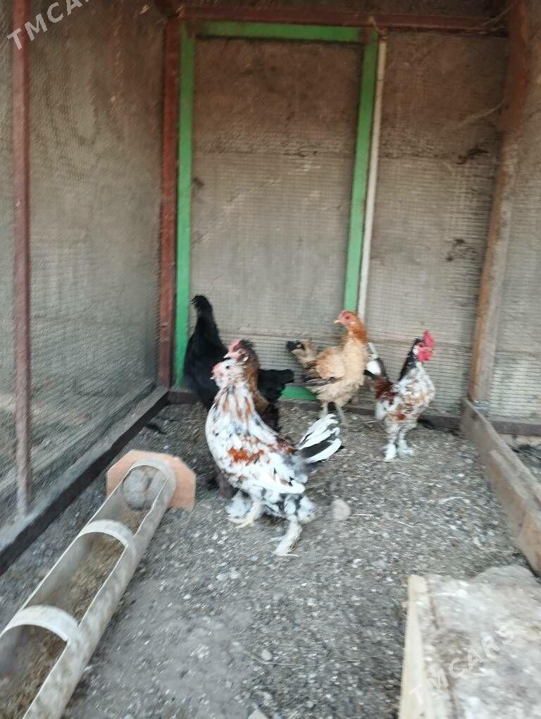 karlik horaz - Aşgabat - img 1