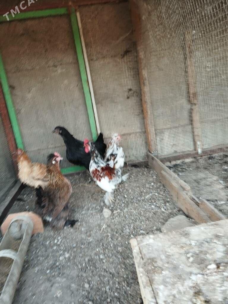 karlik horaz - Aşgabat - img 3