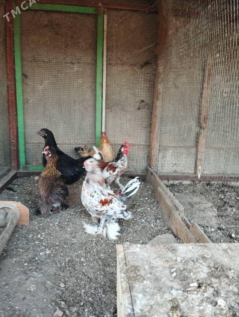 karlik horaz - Aşgabat - img 4