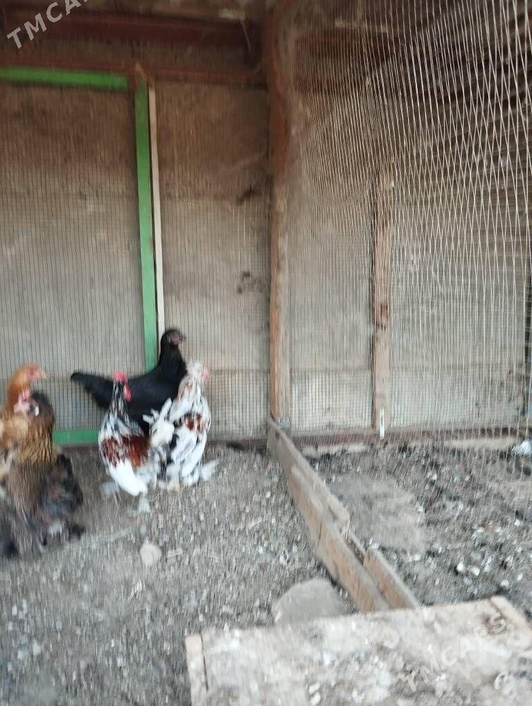 karlik horaz - Aşgabat - img 2