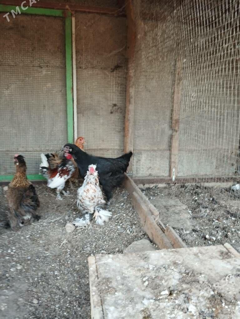 karlik horaz - Aşgabat - img 6