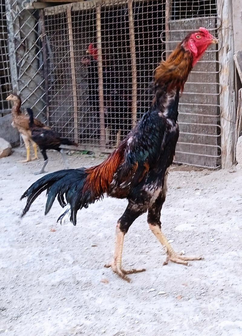 Daşkent horaz - Balkanabat - img 1