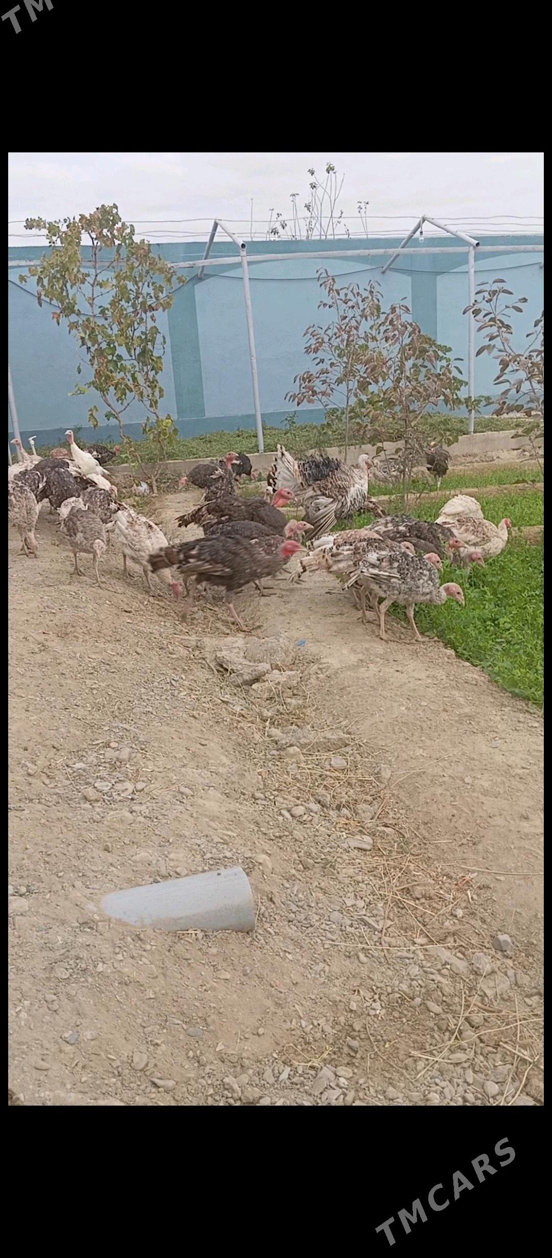 induk - Bäherden - img 1