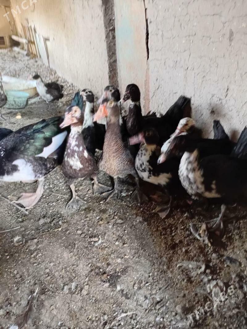 ördek indautka - Sakarçäge - img 1