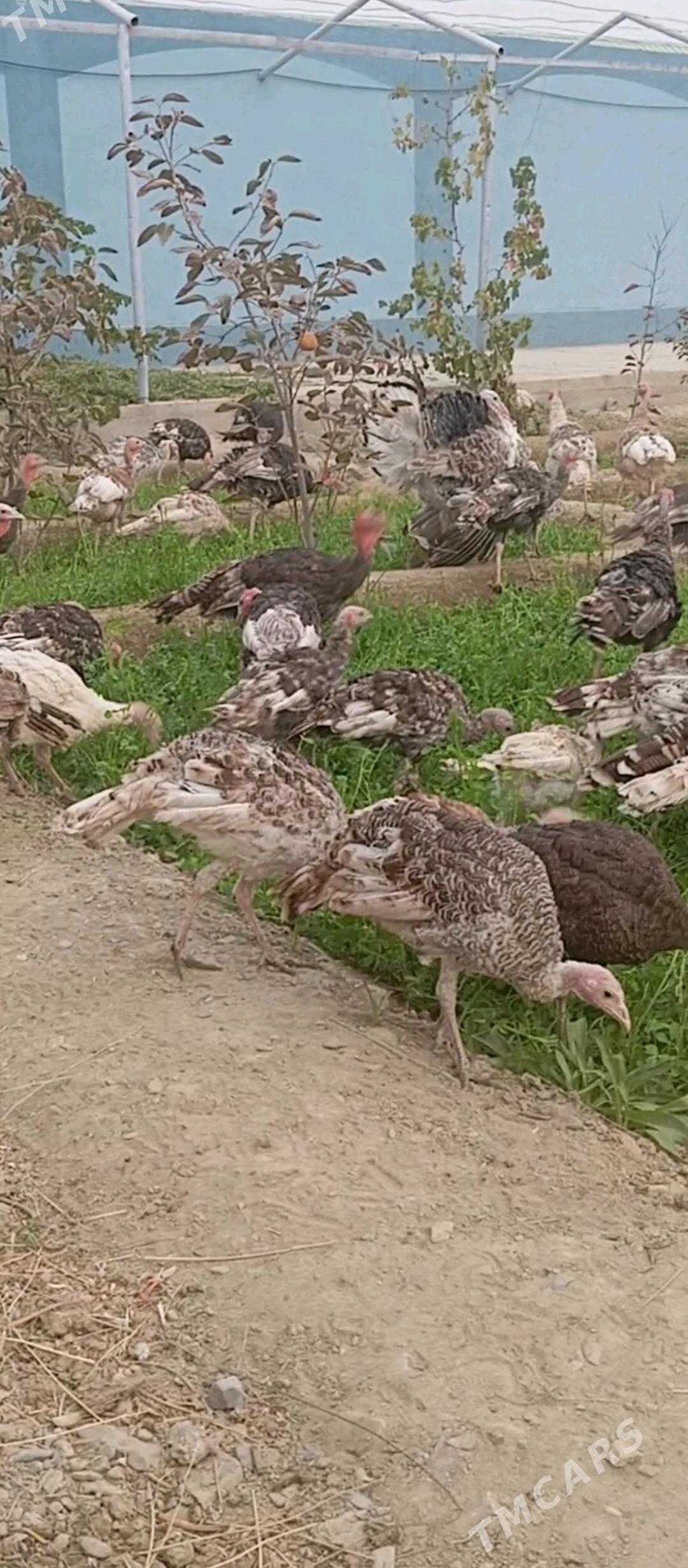 induk - Bäherden - img 2