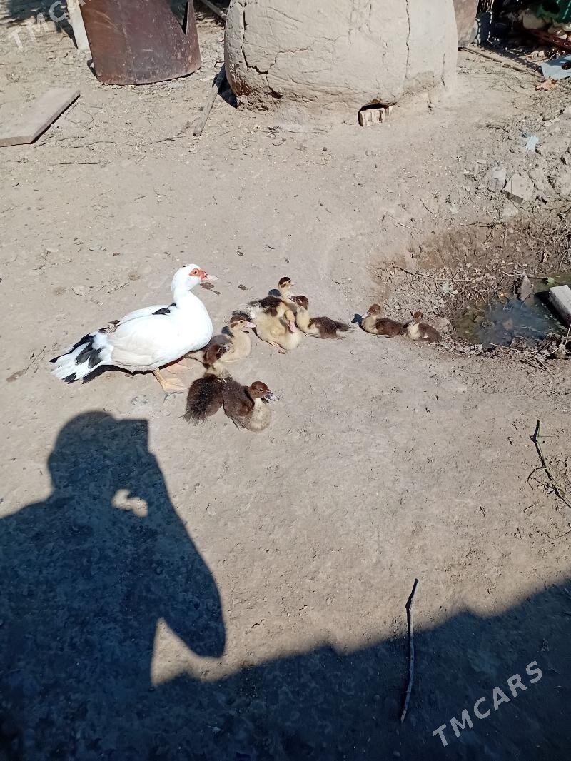 ördek indautka - Sakarçäge - img 4