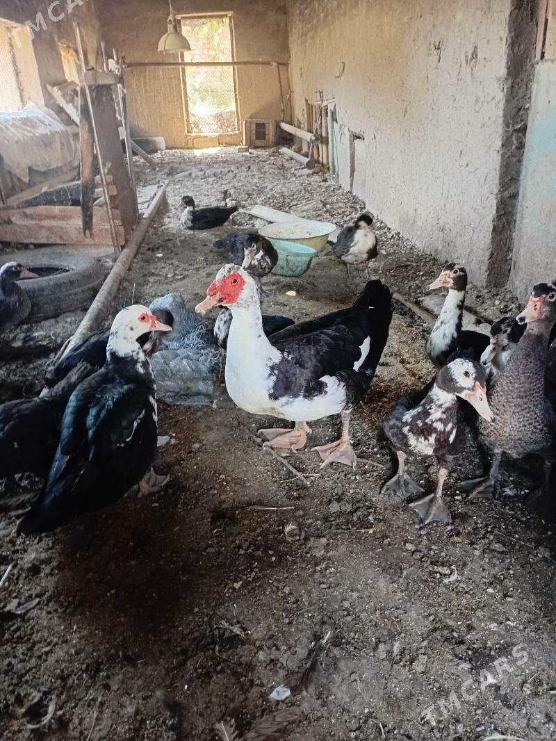 ördek indautka - Sakarçäge - img 5