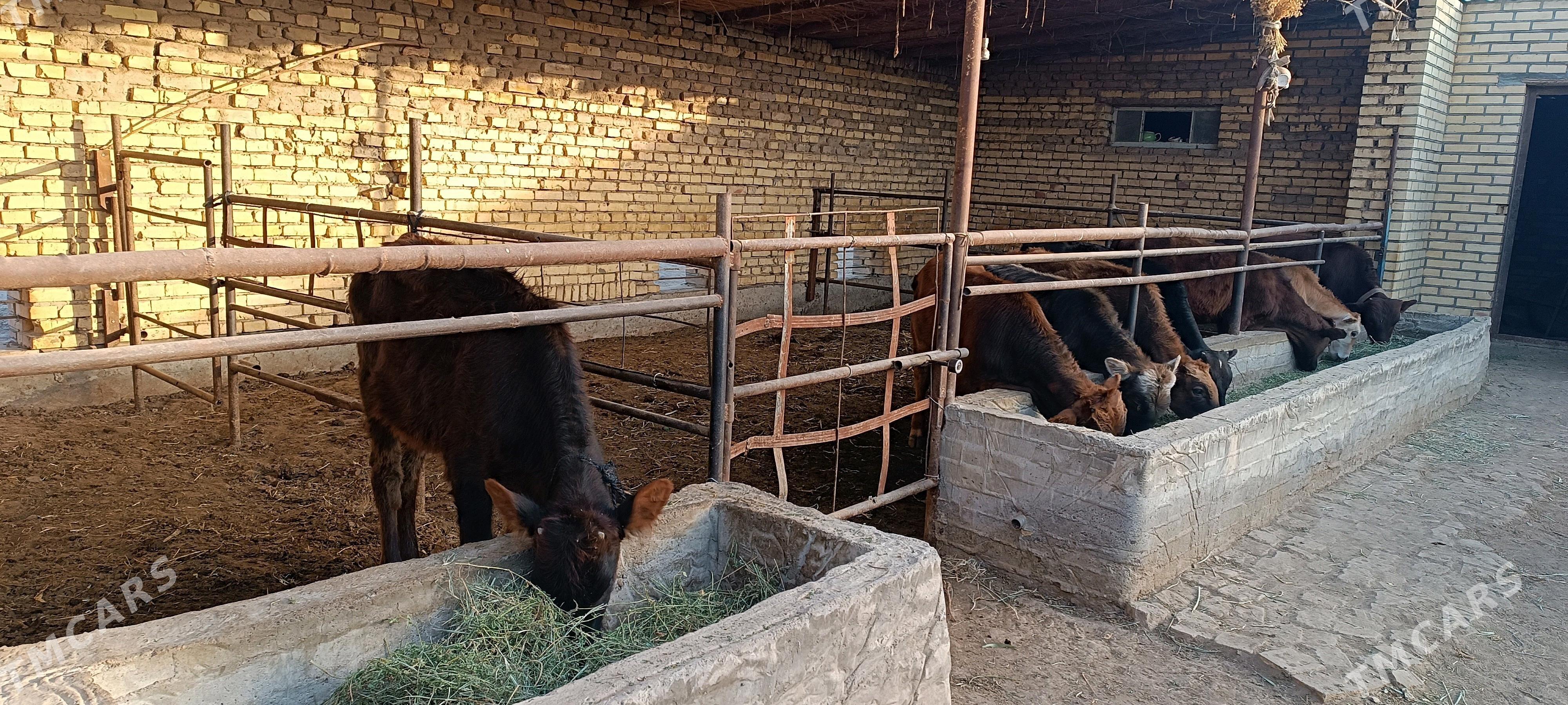 Öküzçe - Мургап - img 2