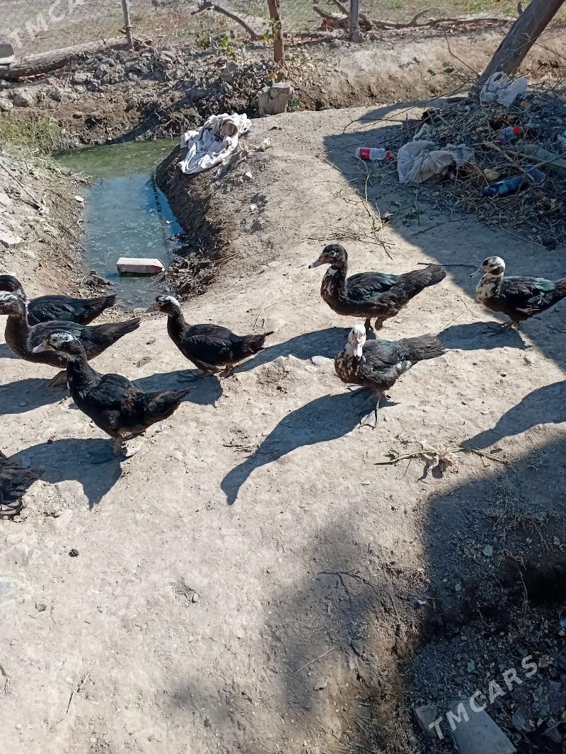 ördek indautka - Sakarçäge - img 6