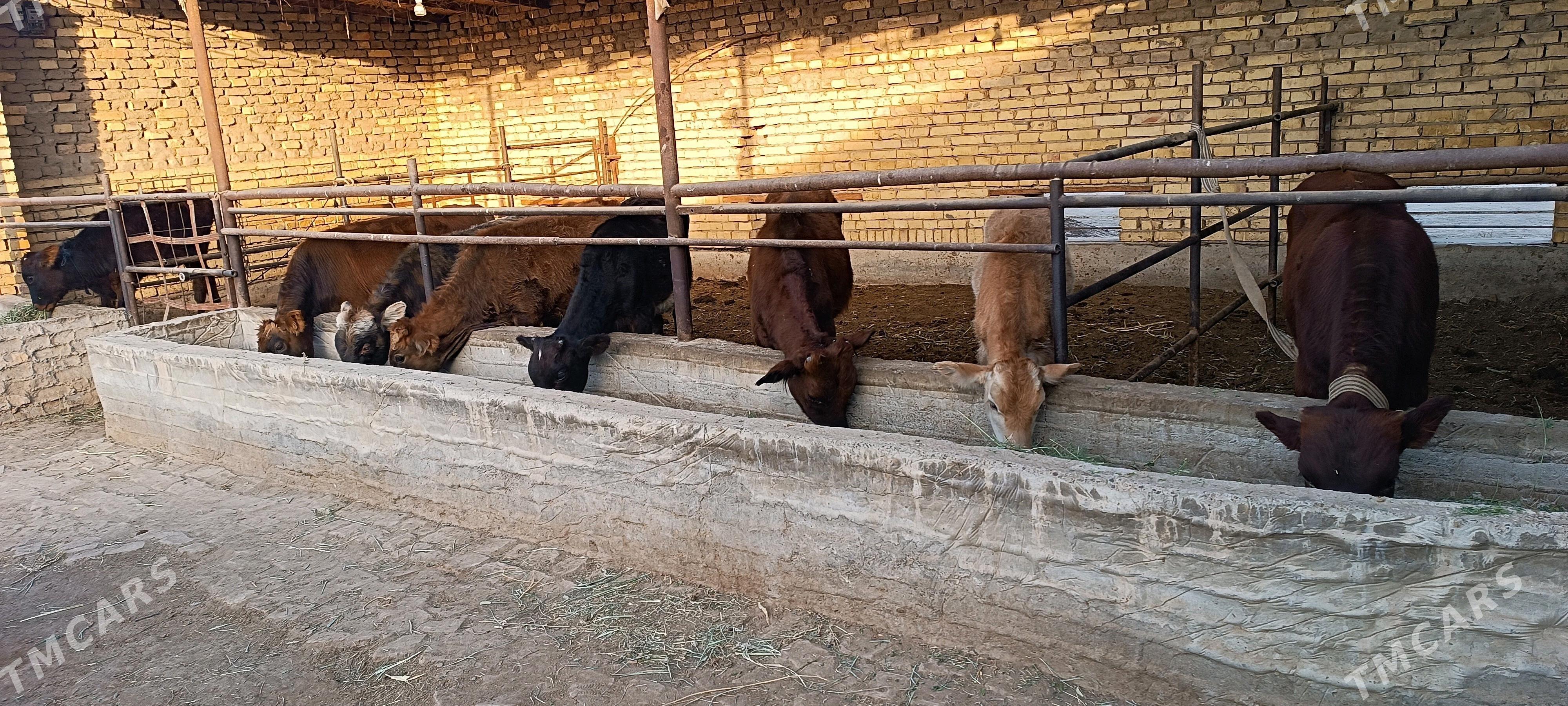 Öküzçe - Мургап - img 3