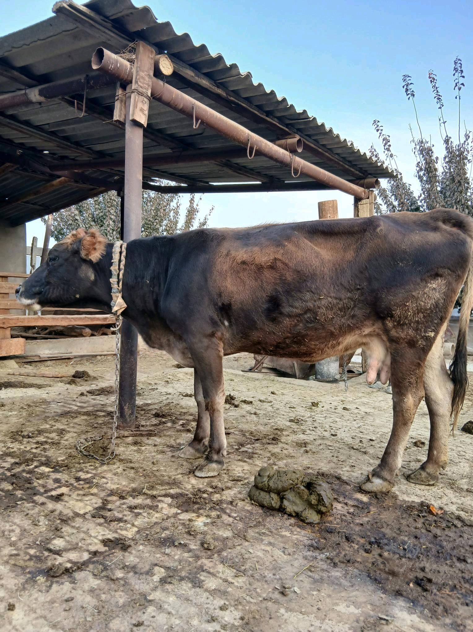 Sygyr - Gökdepe - img 1