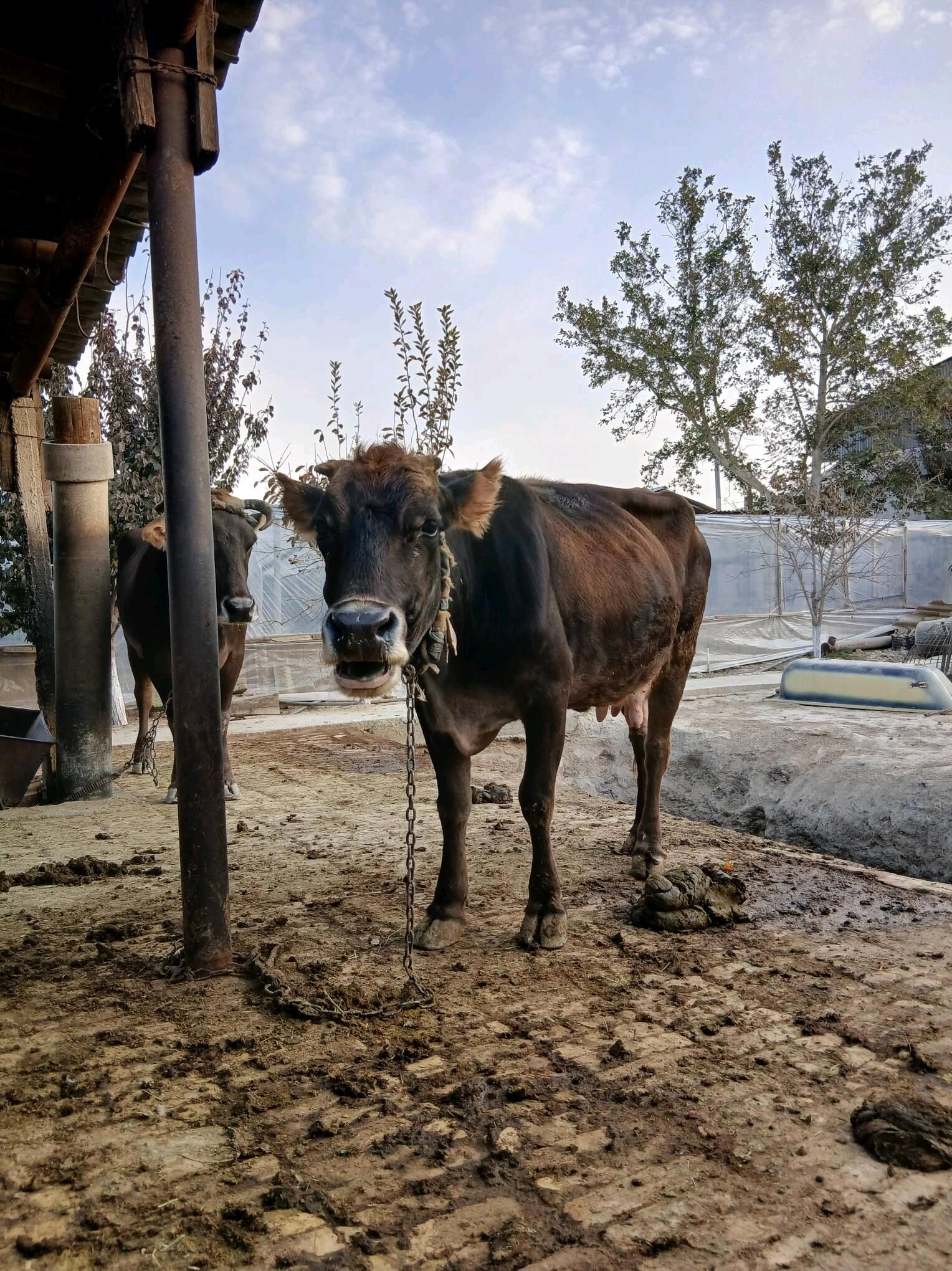 Sygyr - Gökdepe - img 2