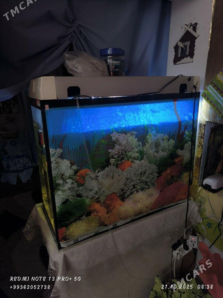 аквариум - Бузмеин ГРЭС - img 1