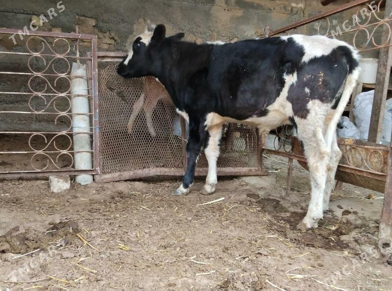 Gbrit Öküz - Büzmeýin - img 3