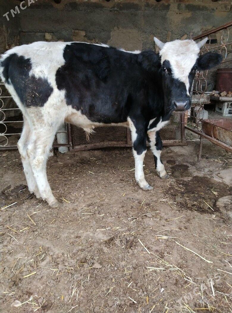 Gbrit Öküz - Büzmeýin - img 2