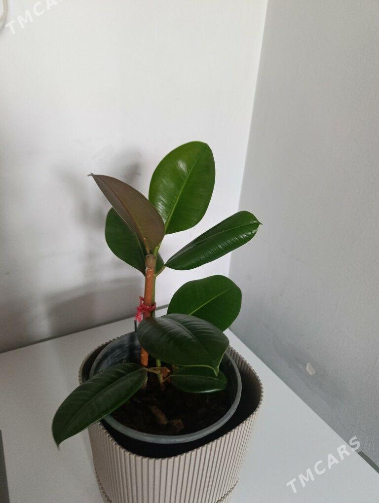 Фикус - 30 мкр - img 3