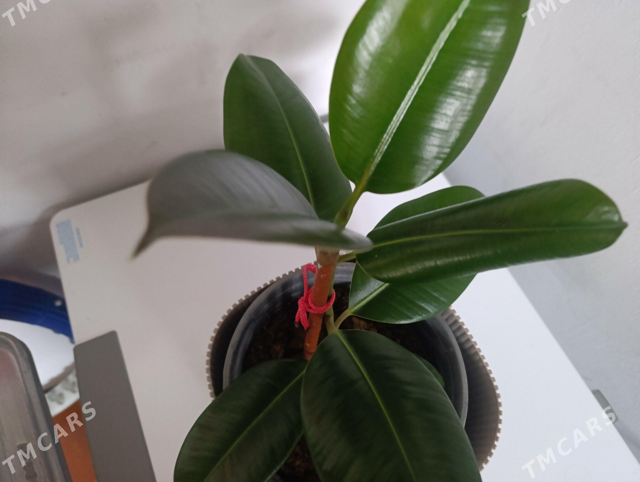 Фикус - 30 мкр - img 2