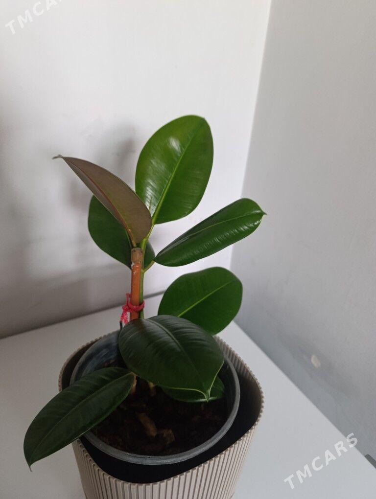 Фикус - 30 мкр - img 6