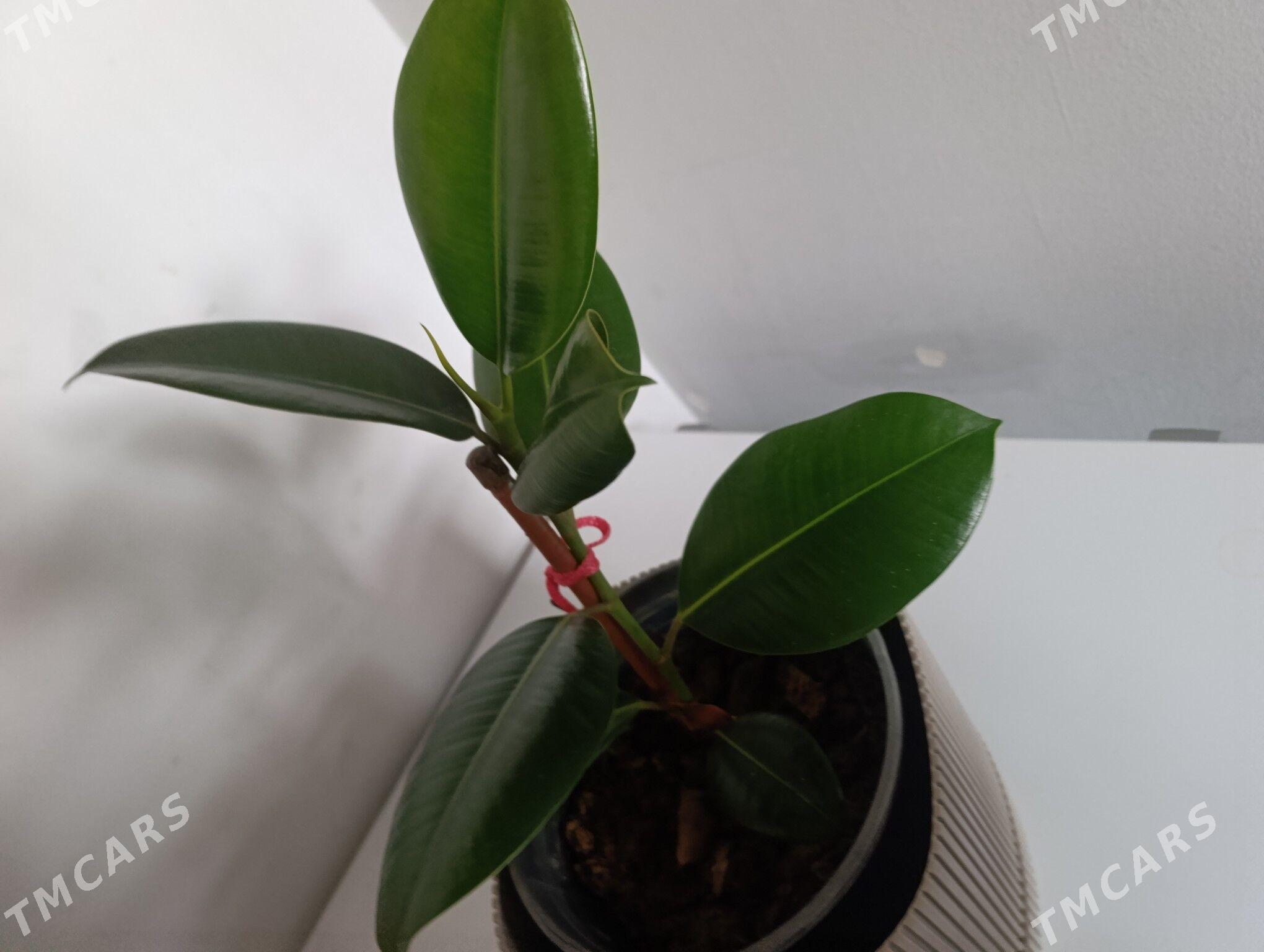 Фикус - 30 мкр - img 5