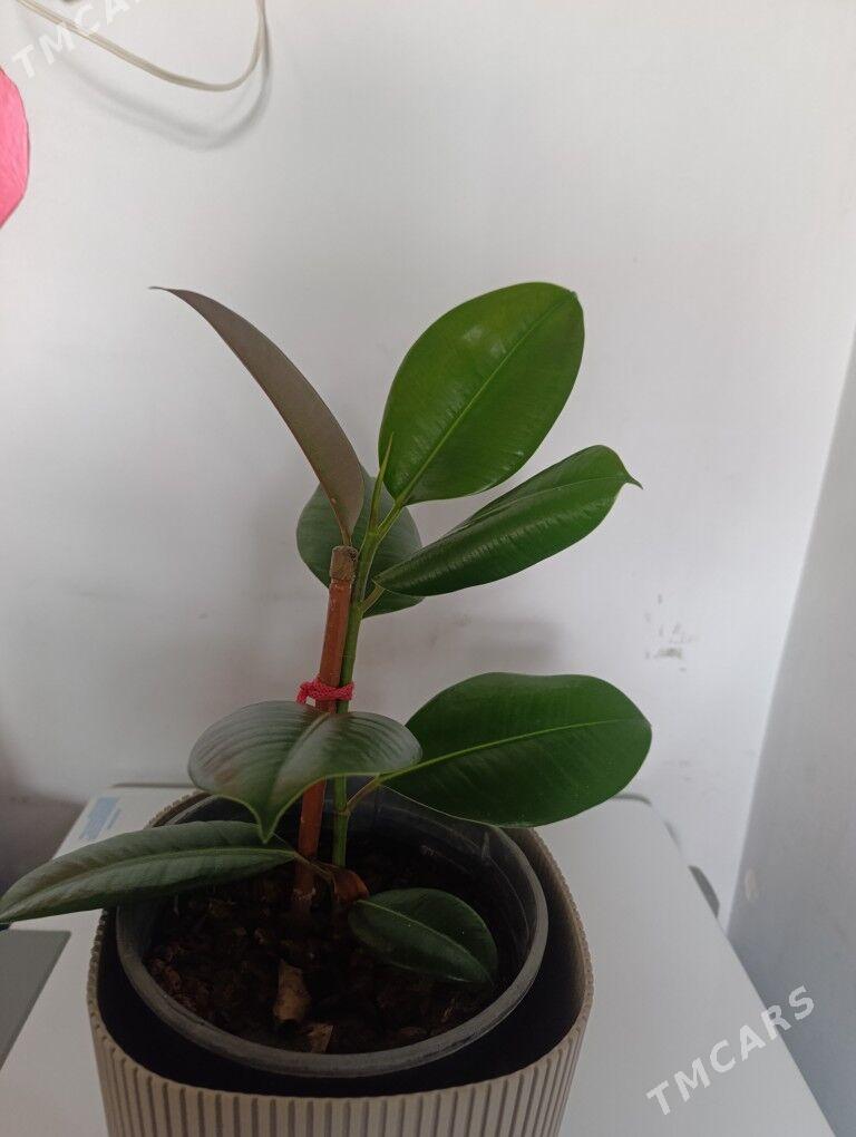 Фикус - 30 мкр - img 1