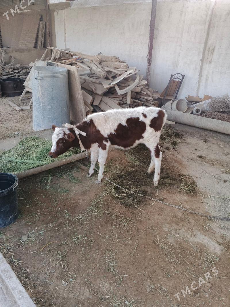 голе гуложун - Мары - img 3