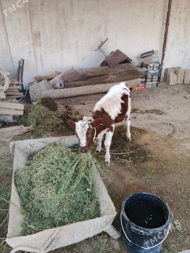 голе гуложун - Мары - img 2