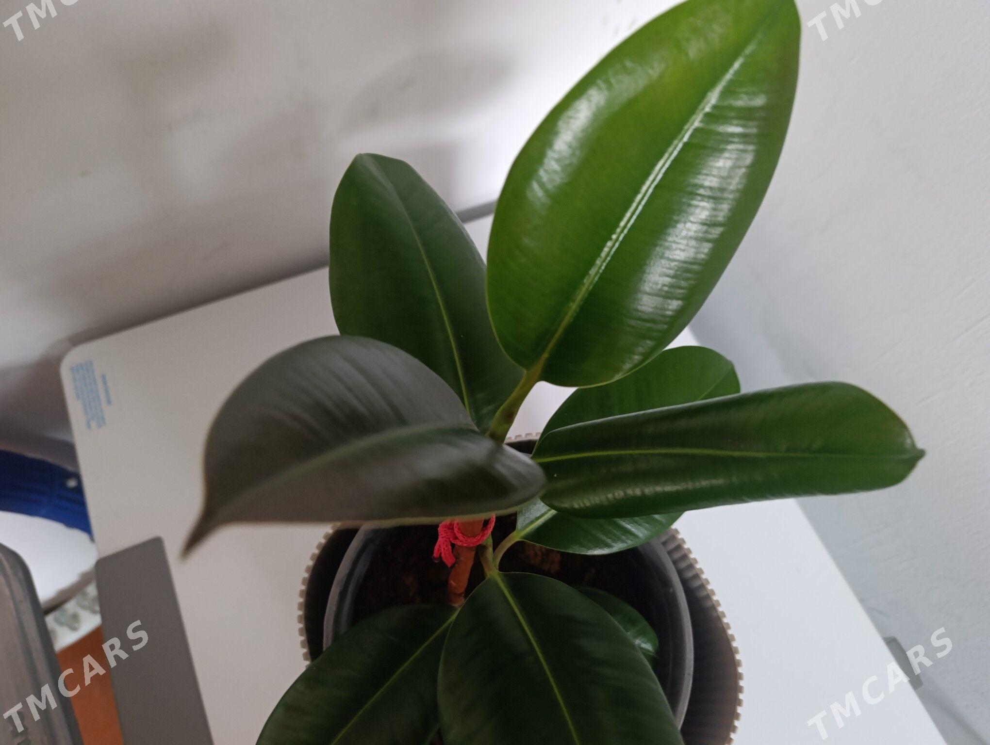 Фикус - 30 мкр - img 4