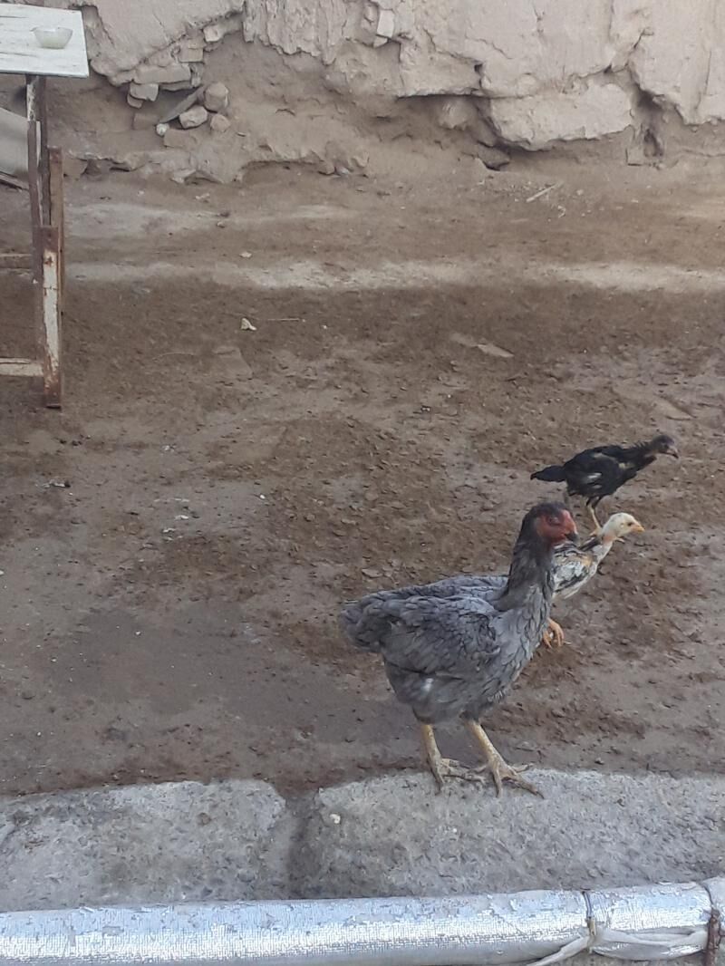 wetnam babaý - Türkmenabat - img 6