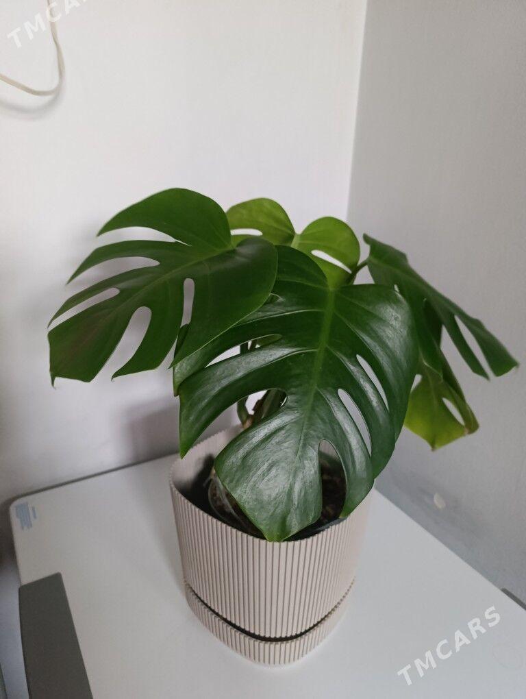 Монстэра - 30 mkr - img 7