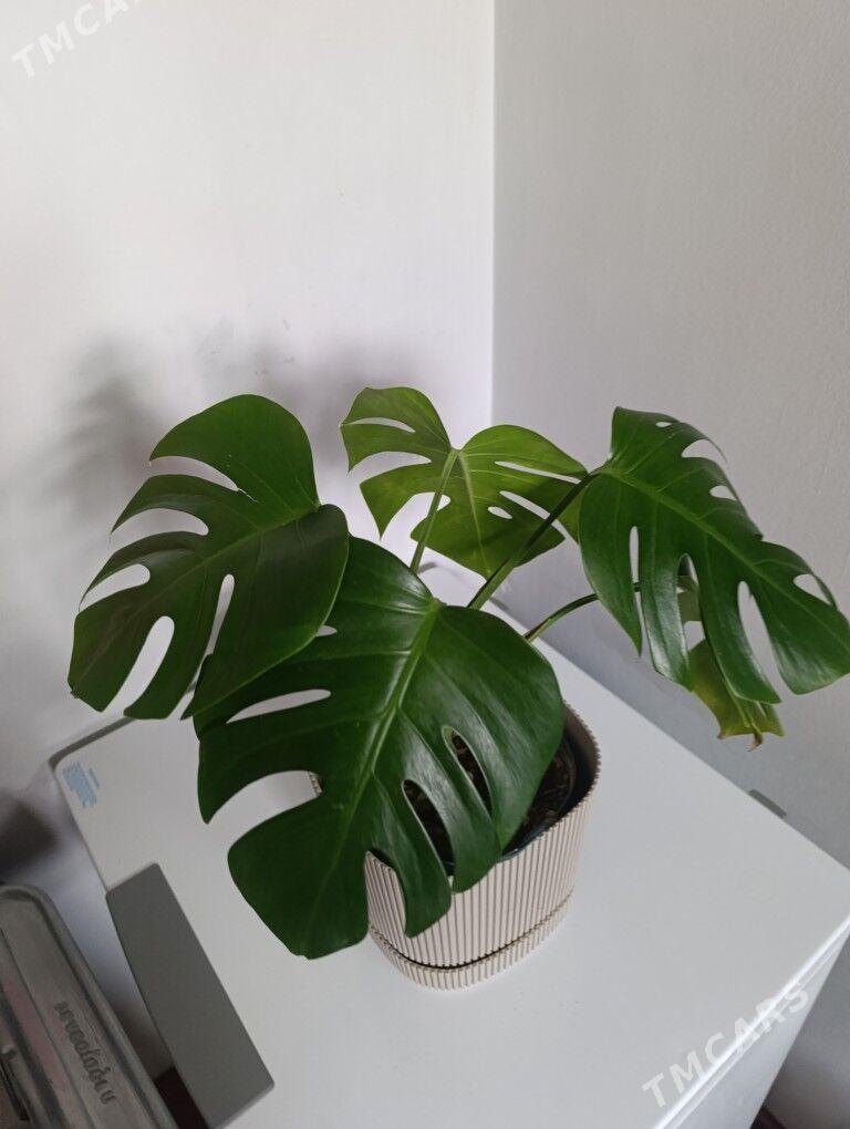 Монстэра - 30 mkr - img 3