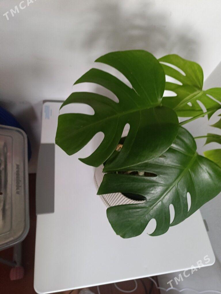 Монстэра - 30 mkr - img 4