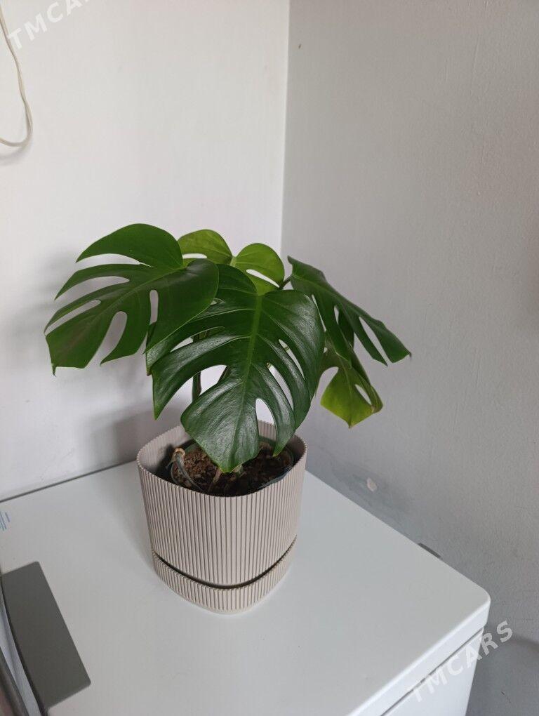 Монстэра - 30 mkr - img 5