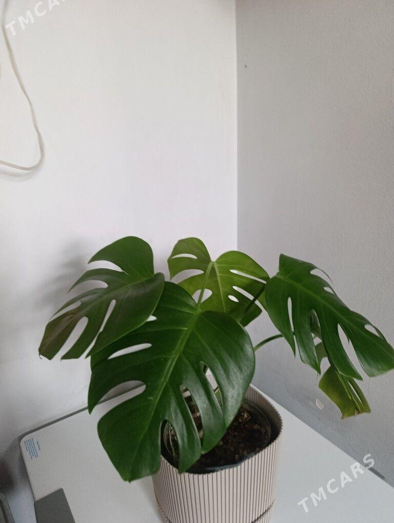 Монстэра - 30 mkr - img 6
