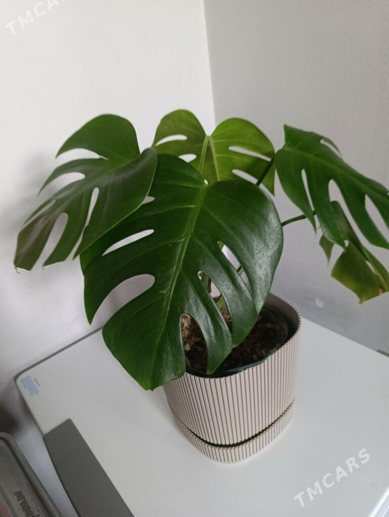 Монстэра - 30 mkr - img 8