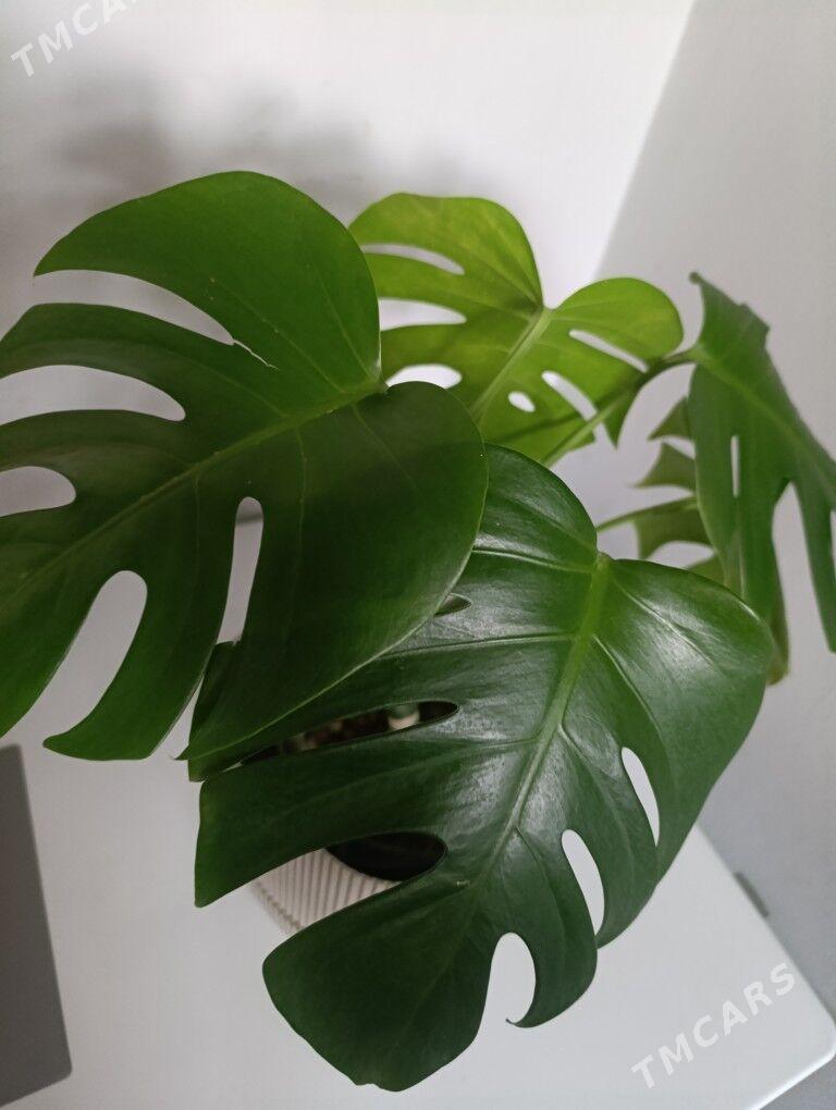 Монстэра - 30 mkr - img 2
