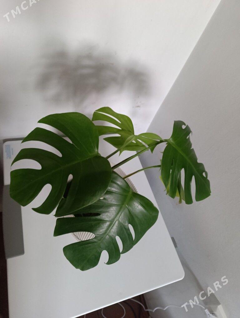 Монстэра - 30 mkr - img 1